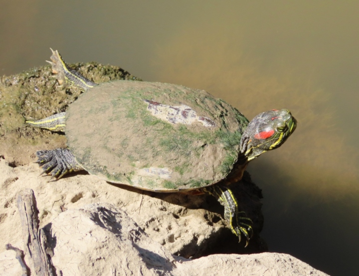 Red-ear Slider